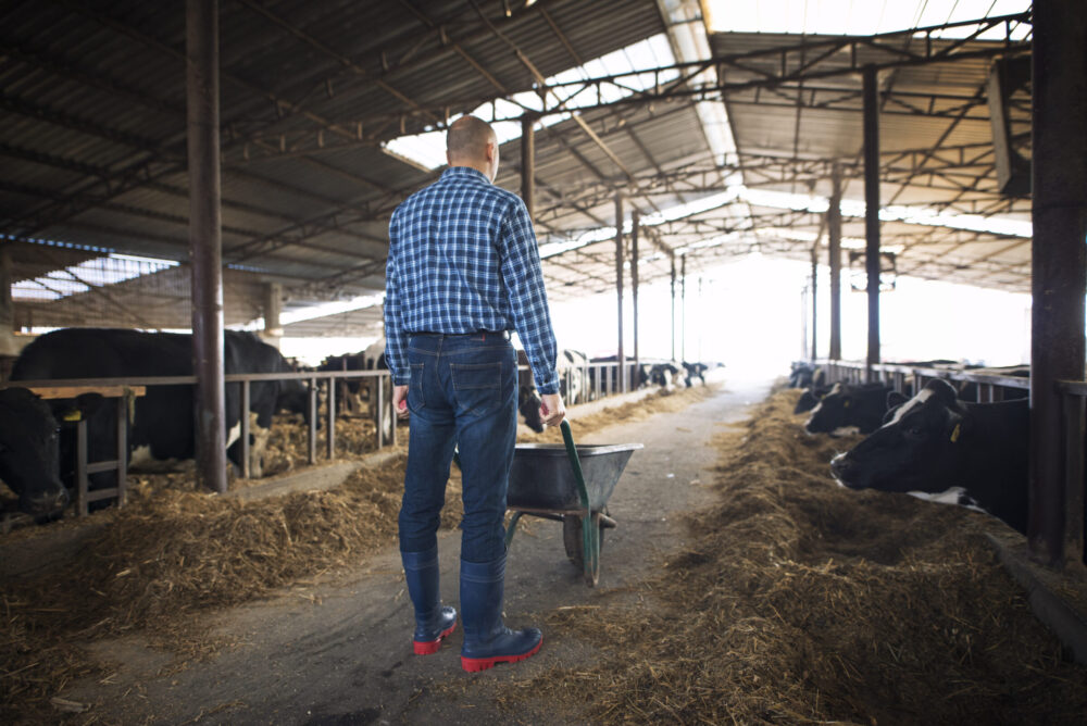 Farmer with wheelbarrow full of hay feeding cows at cattle domestic animal farm.