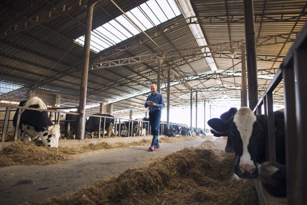 Farmer cattleman walking through domestic animals farm with tablet and observing cows.