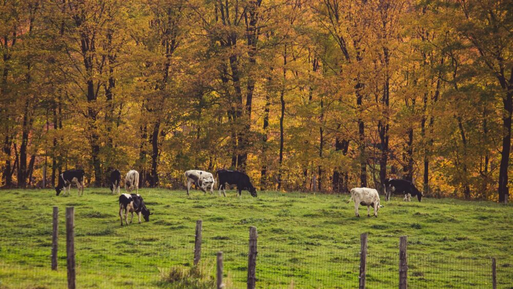 Shot of a ranch with kettle grazing the grass behind a fence